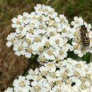 200 Seeds Plant Flower Yarrow Seeds Achillea Millefolium