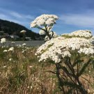 400 Seeds Plant Flower Yarrow Seeds Achillea Millefolium