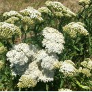 800 Seeds Plant Flower Yarrow Seeds Achillea Millefolium