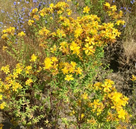 200 Seeds Plant Flower Seeds Hypericum Perforatum - Wild & Medicinal