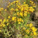 200 Seeds Plant Flower Seeds Hypericum Perforatum - Wild & Medicinal