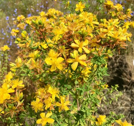 400 Seeds Plant Flower Seeds Hypericum Perforatum - Wild & Medicinal