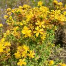 400 Seeds Plant Flower Seeds Hypericum Perforatum - Wild & Medicinal