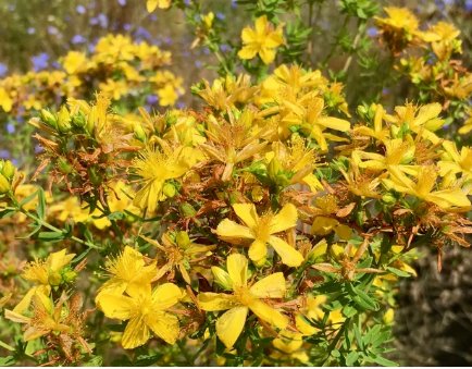 800 Seeds Plant Flower Seeds Hypericum Perforatum - Wild & Medicinal