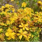 800 Seeds Plant Flower Seeds Hypericum Perforatum - Wild & Medicinal