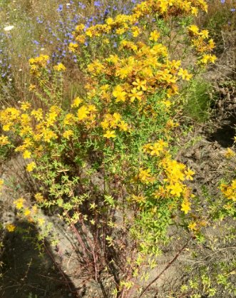1600 Seeds Plant Flower Seeds Hypericum Perforatum - Wild & Medicinal