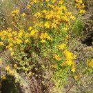 1600 Seeds Plant Flower Seeds Hypericum Perforatum - Wild & Medicinal