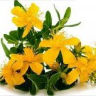 3200 Seeds Plant Flower Seeds Hypericum Perforatum - Wild & Medicinal