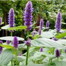 100 Seeds Plant Flower Agastache / Korean Mint Seeds Agastache Rugosa - Aromatic & Tasty