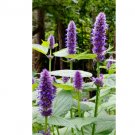 200 Seeds Plant Flower Agastache / Korean Mint Seeds Agastache Rugosa - Aromatic & Tasty