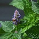400 Seeds Plant Flower Agastache / Korean Mint Seeds Agastache Rugosa - Aromatic & Tasty