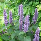 800 Seeds Plant Flower Agastache / Korean Mint Seeds Agastache Rugosa - Aromatic & Tasty