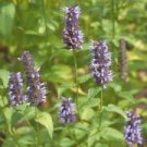 1600 Seeds Plant Flower Agastache / Korean Mint Seeds Agastache Rugosa - Aromatic & Tasty