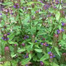50 Seeds Plant Flower Heal All / Self Heal Seeds Prunella Vulgaris
