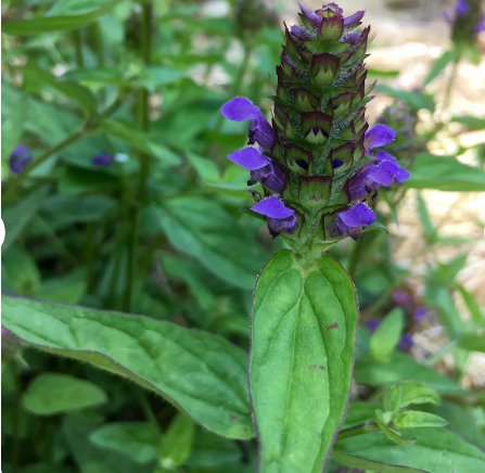 200 Seeds Plant Flower Heal All / Self Heal Seeds Prunella Vulgaris