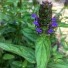 200 Seeds Plant Flower Heal All / Self Heal Seeds Prunella Vulgaris