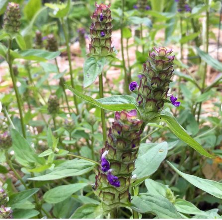100 Seeds Plant Flower Heal All / Self Heal Seeds Prunella Vulgaris