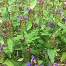 800 Seeds Plant Flower Heal All / Self Heal Seeds Prunella Vulgaris