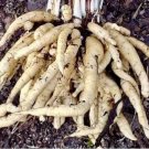 50 Seeds Plant Skirret Seeds Sium Sisarum Rare Delicious and Perennial Vegetable