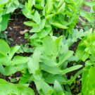 100 Seeds Plant Skirret Seeds Sium Sisarum Rare Delicious and Perennial Vegetable