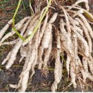200 Seeds Plant Skirret Seeds Sium Sisarum Rare Delicious and Perennial Vegetable