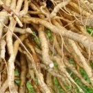 400 Seeds Plant Skirret Seeds Sium Sisarum Rare Delicious and Perennial Vegetable