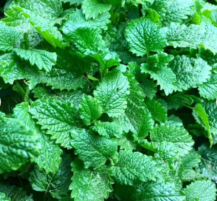 50 Seeds Plant Lemon Balm Seeds Melissa Officinalis Aromatic