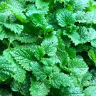 50 Seeds Plant Lemon Balm Seeds Melissa Officinalis Aromatic