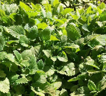 200 Seeds Plant Lemon Balm Seeds Melissa Officinalis Aromatic