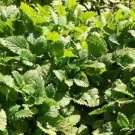 200 Seeds Plant Lemon Balm Seeds Melissa Officinalis Aromatic