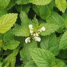 400 Seeds Plant Lemon Balm Seeds Melissa Officinalis Aromatic