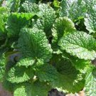 800 Seeds Plant Lemon Balm Seeds Melissa Officinalis Aromatic