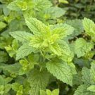 1600 Seeds Plant Lemon Balm Seeds Melissa Officinalis Aromatic