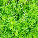 30 Seeds Plant Cleaver Seeds Galium Aparine