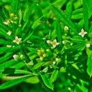 60 Seeds Plant Cleaver Seeds Galium Aparine