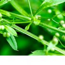 120 Seeds Plant Cleaver Seeds Galium Aparine