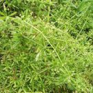 240 Seeds Plant Cleaver Seeds Galium Aparine