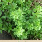 240 Seeds Plant Cleaver Seeds Galium Aparine