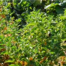 20 Seeds Plant Ashwagandha Seeds Withania Somnifera