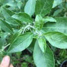 40 Seeds Plant Ashwagandha Seeds Withania Somnifera