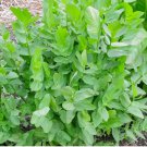 Withania Somnifera 640 Seeds Plant Ashwagandha Seeds