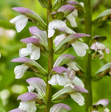 20 Seeds Plant Clary Sage Seeds Salvia Sclarea