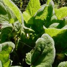 40 Seeds Plant Clary Sage Seeds Salvia Sclarea