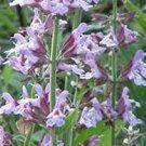 160 Seeds Plant Clary Sage Seeds Salvia Sclarea