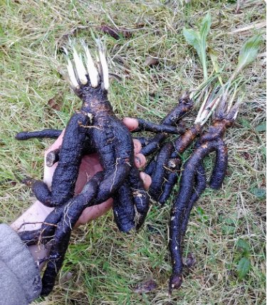 30 Seeds Plant Scorzonera / Oyster Root Seeds
