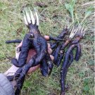 30 Seeds Plant Scorzonera / Oyster Root Seeds