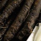 60 Seeds Plant Scorzonera / Oyster Root Seeds