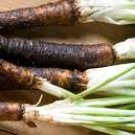 120 Seeds Plant Scorzonera / Oyster Root Seeds