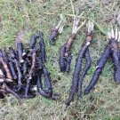 480 Seeds Plant Scorzonera / Oyster Root Seeds