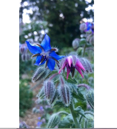30 Seeds Plant Borage Seeds Borago